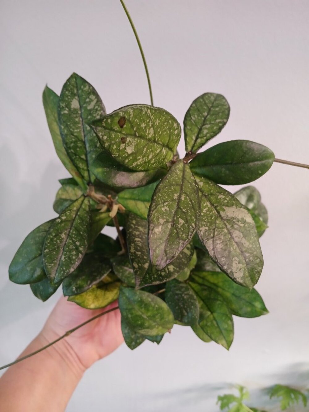 Hoya Crassipetiolata